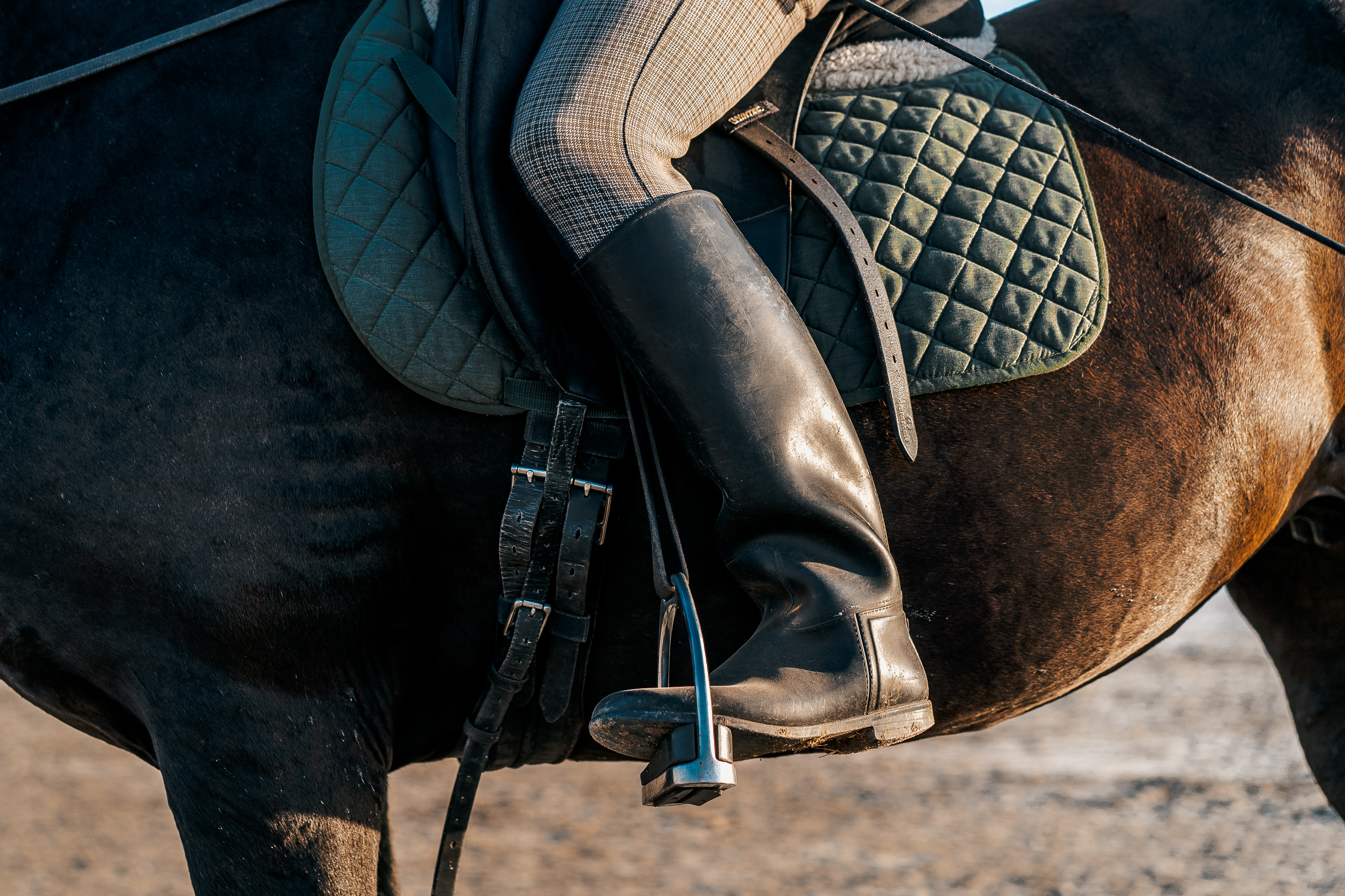 caballo en pista de doma en nuestra asociación ecuestre