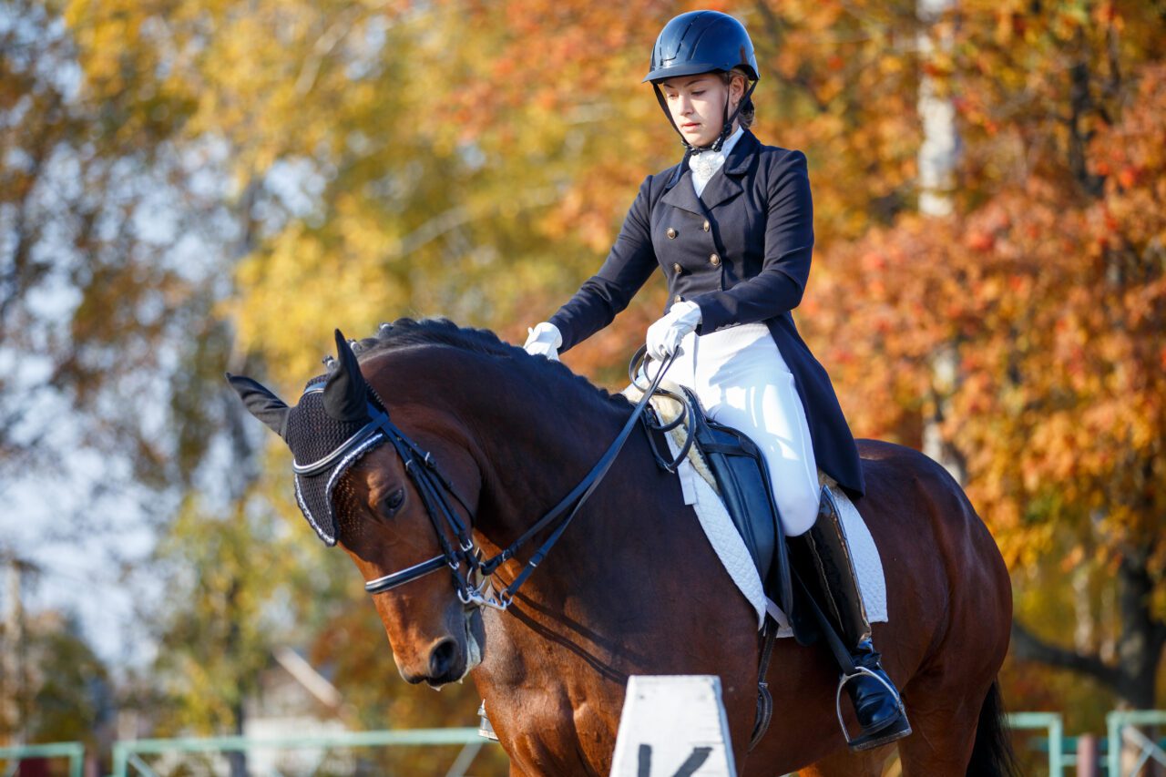 paddock de la asociación Natusse Horse